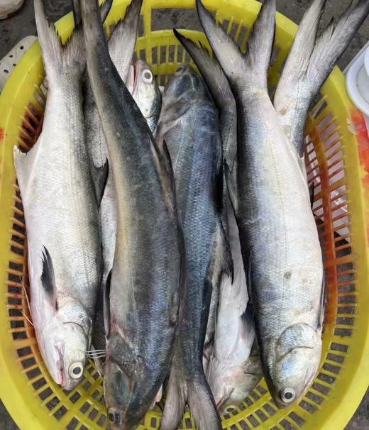 &闽南第一嫩鱼🐟午鱼（马友鱼）超鲜，鱼中贵族！！【活冻】 商品图2