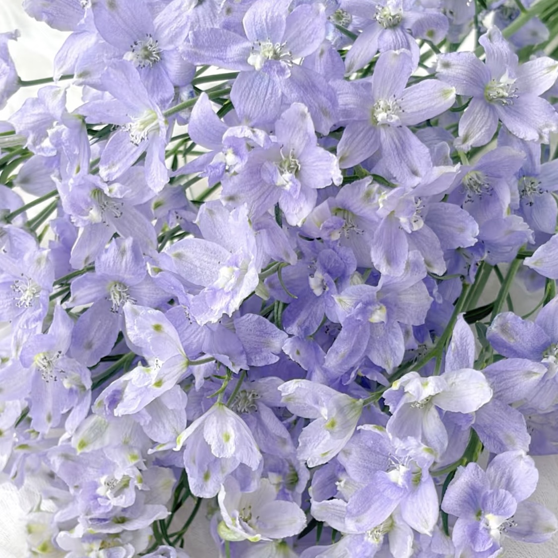 配花 | 小飞燕浅紫