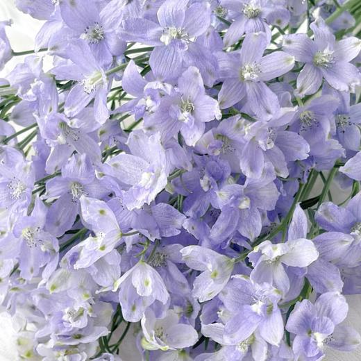 配花 | 小飞燕浅紫 商品图0