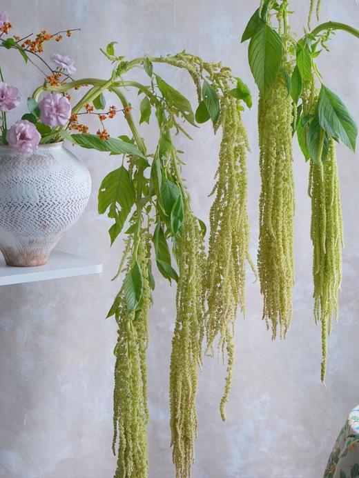 吊米5枝 商品图0