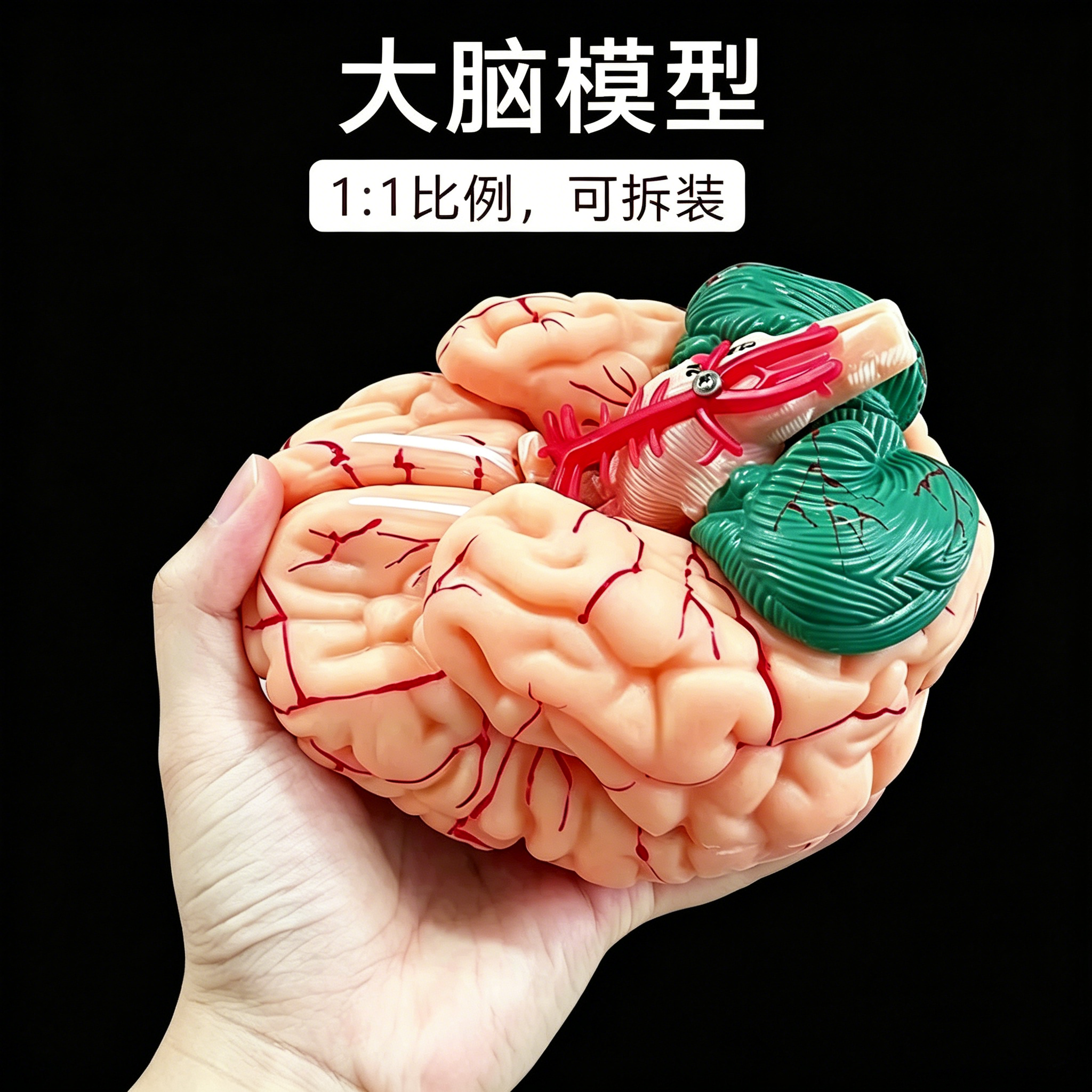 重磅丨人体大脑解剖脑功能分区教学模型