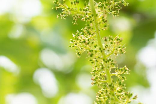 【活动招募】探索葡萄开花、授粉小秘密，还有农家土灶饭、葡萄文创DIY、疏果采摘、萌宠喂养，一天玩转春日所有美好！ 商品图2