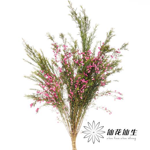 配花 | 菠萝蜜花 商品图1