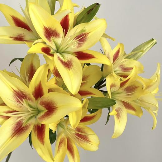 百合 | 亚百皇冠 商品图1