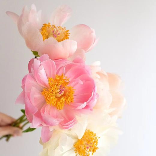 【山东仓现货】顺丰包邮芍药 | 珊瑚魅力 商品图2