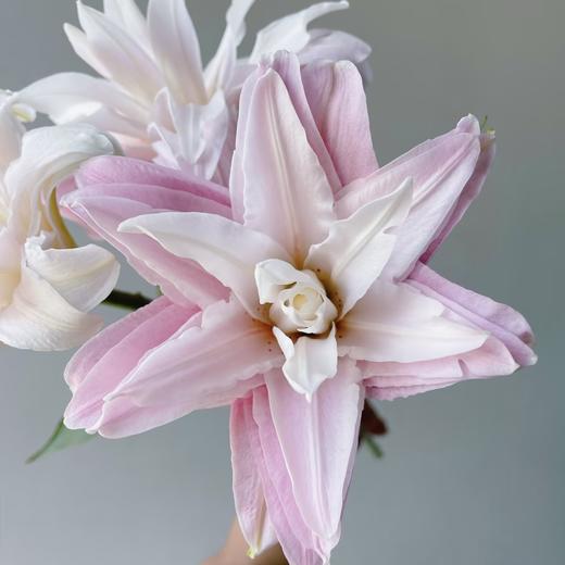 百合 | 戴安娜(粉蝶) 商品图0