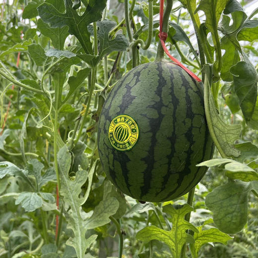 石家庄优选仓库速达，山东冰激凌手撕小西瓜，可以徒手剥皮，皮薄且脆，吊瓜种植，净重5.2斤左右/2枚礼盒装 商品图1