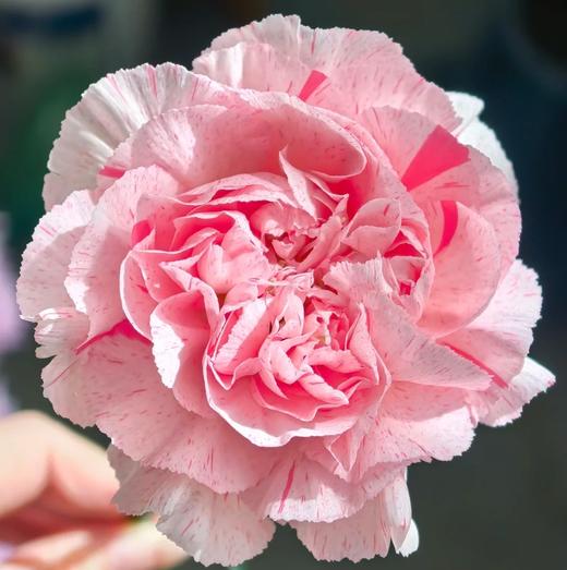 单康 | 草莓糖 商品图0