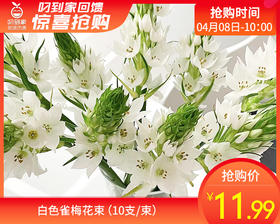 【预售-4月13日配送】白色雀梅花束（10支/束）