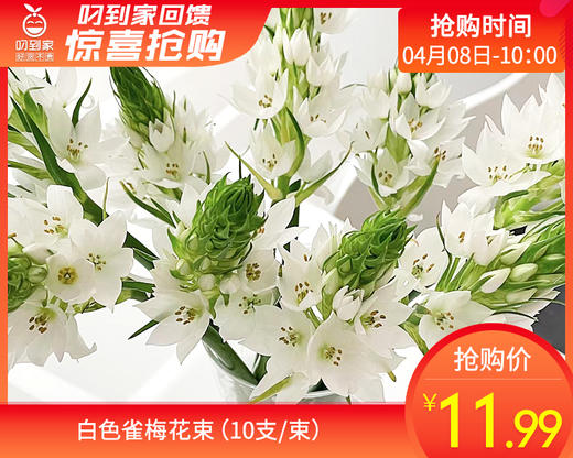 【预售-4月13日配送】白色雀梅花束（10支/束） 商品图0