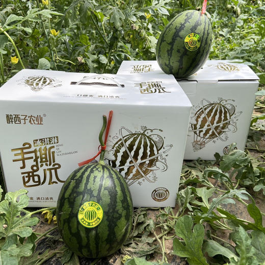石家庄优选仓库速达，山东冰激凌手撕小西瓜，可以徒手剥皮，皮薄且脆，吊瓜种植，净重5.2斤左右/2枚礼盒装 商品图6