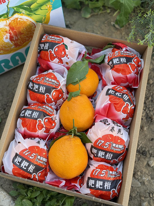 山地蜜味·耙耙柑 商品图6