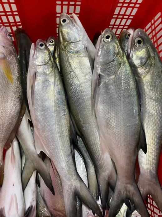 &闽南第一嫩鱼🐟午鱼（马友鱼）超鲜，鱼中贵族！！【活冻】 商品图4