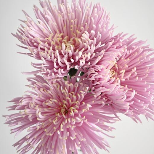 小菊 | 单头烟花菊粉色 商品图0