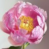 【山东仓现货】顺丰包邮芍药 | 树莓冰沙 商品缩略图1