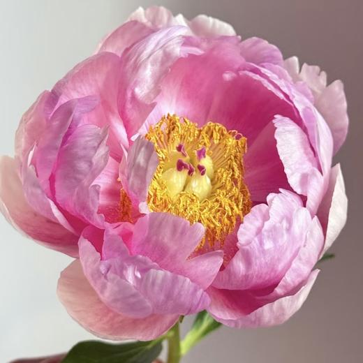 【山东仓现货】顺丰包邮芍药 | 树莓冰沙 商品图1