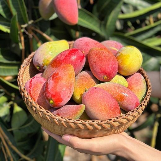 海南贵妃芒 自然熟 果味浓郁 香甜丝滑 商品图4