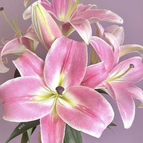 百合 | 普拉芬多