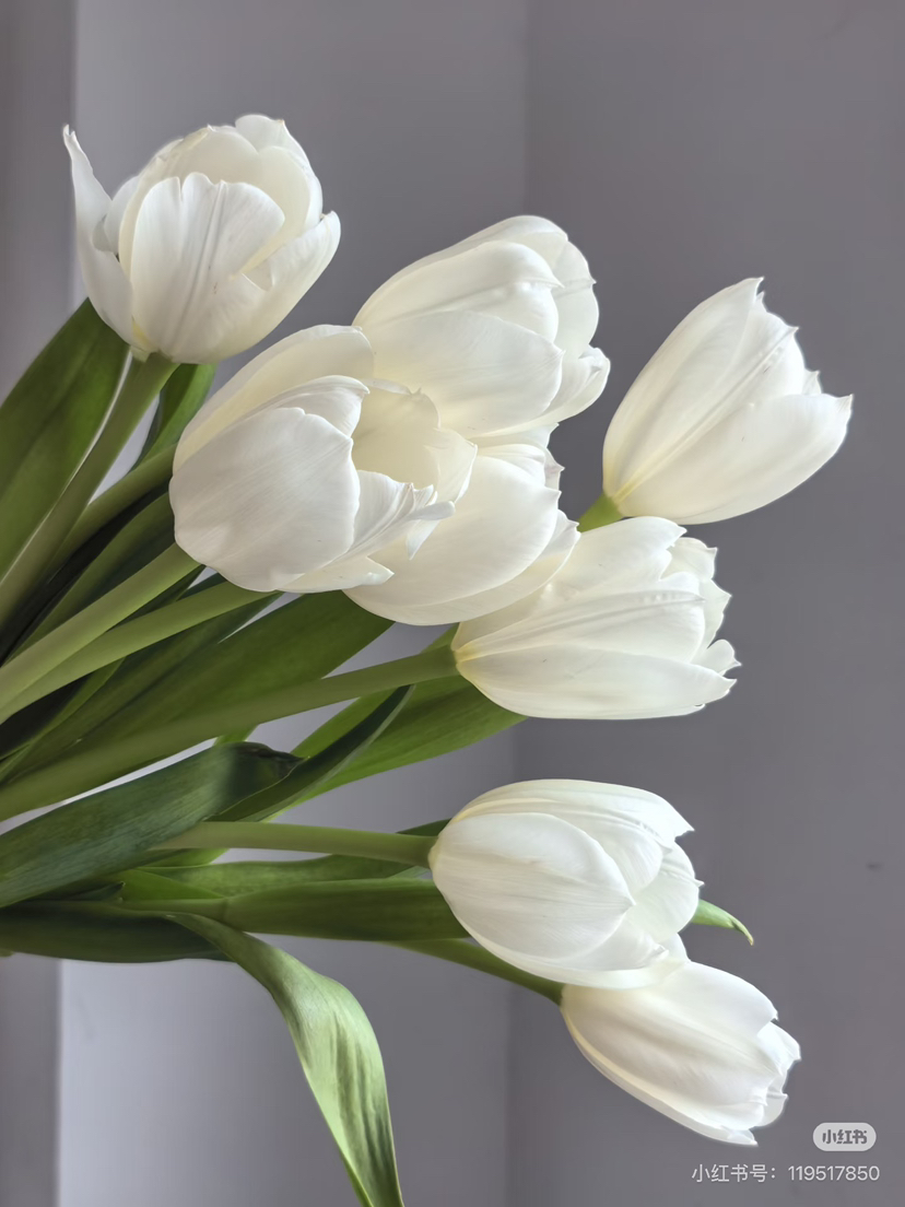 预售8号到货 白色郁金香维珍 1️⃣扎10支 支长35厘米