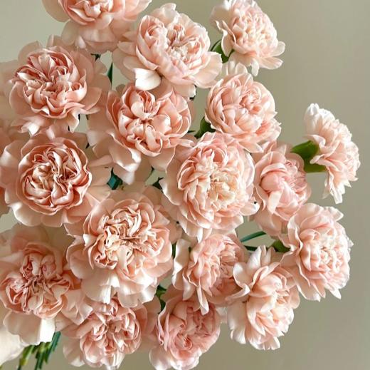 单康 | 永爱 商品图0