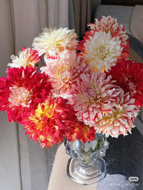 国产大丽花-【鸳鸯】新品