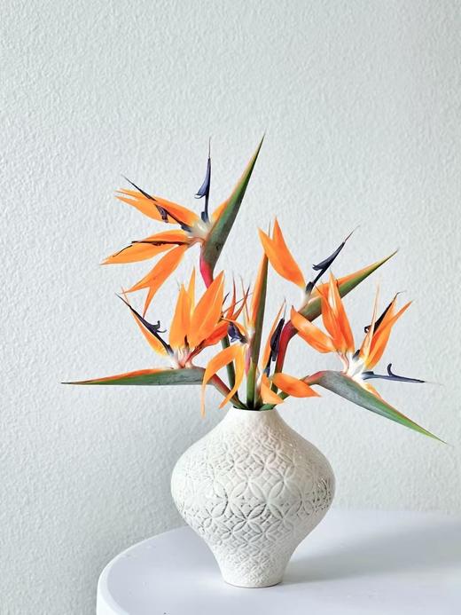 天堂鸟1枝 商品图0