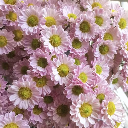 小菊 | 罗西粉 商品图0