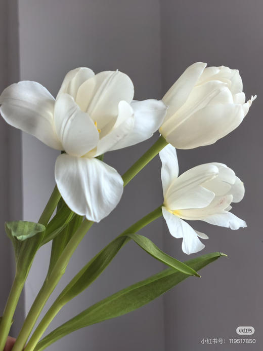 预售8号到货 白色郁金香维珍 1️⃣扎10支 支长35厘米 商品图1