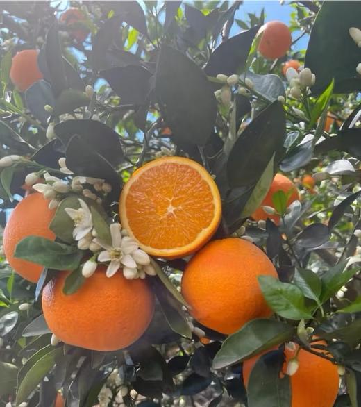 现摘—正宗重庆奉节伦晚春橙 商品图3