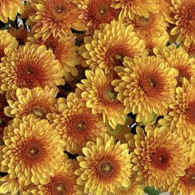 小菊 | 布鲁诺黄