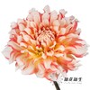 配花 | 大丽花蜜柚 商品缩略图2
