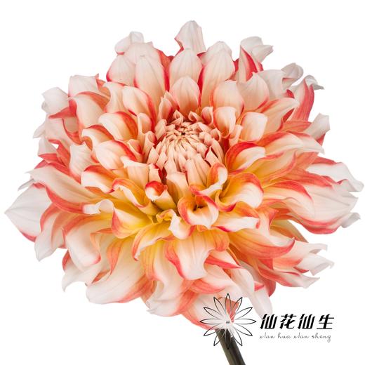 配花 | 大丽花蜜柚 商品图2