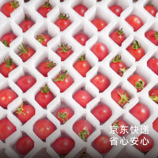 饱记广东茂名蜜脆小番茄浓郁饱满圆润酸甜爆汁 商品图4