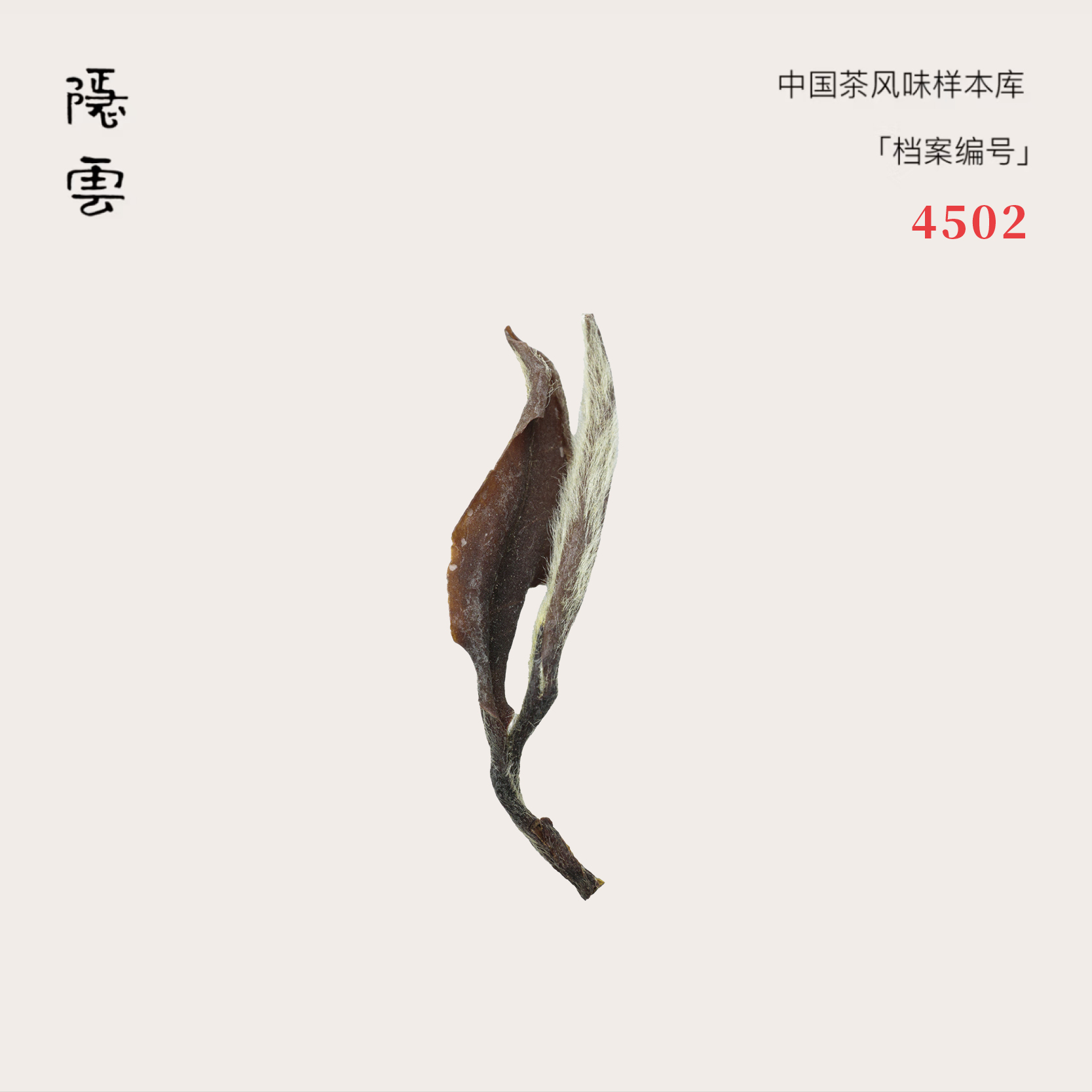 游也｜2017年野放贡眉