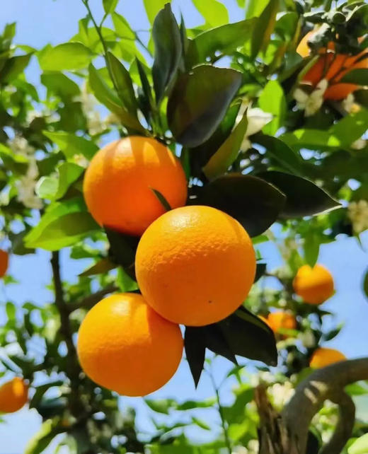 现摘—正宗重庆奉节伦晚春橙 商品图1
