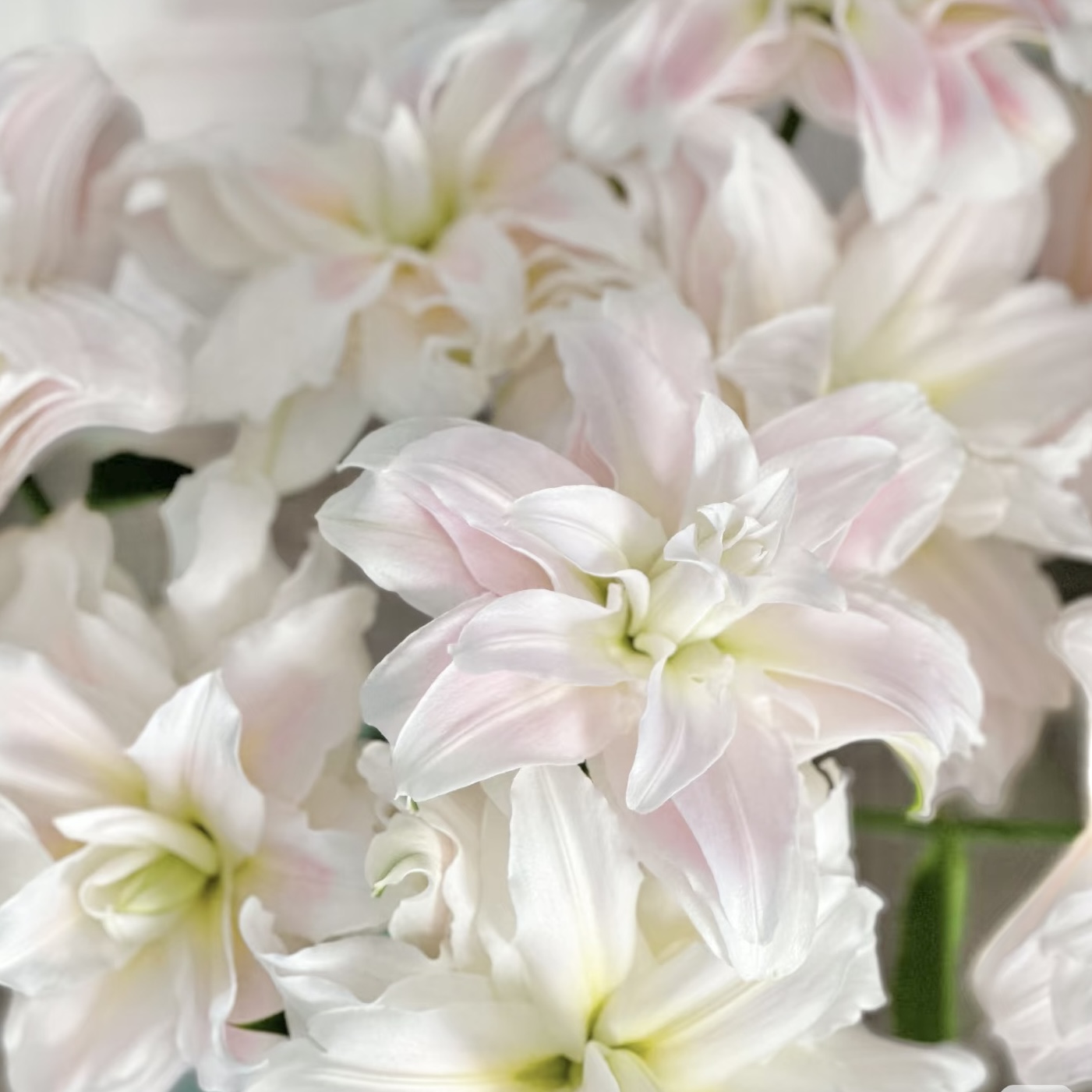 百合重瓣 | 女神