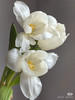 预售8号到货 白色郁金香维珍 1️⃣扎10支 支长35厘米 商品缩略图2