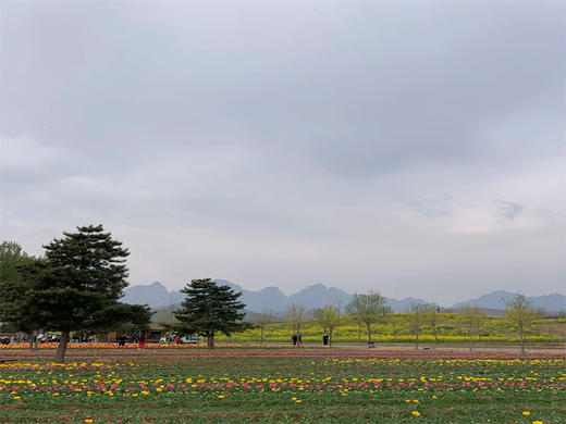 【狼牙山花海1日】｜万亩花海の狼牙山田园花海-太行水镇 商品图6
