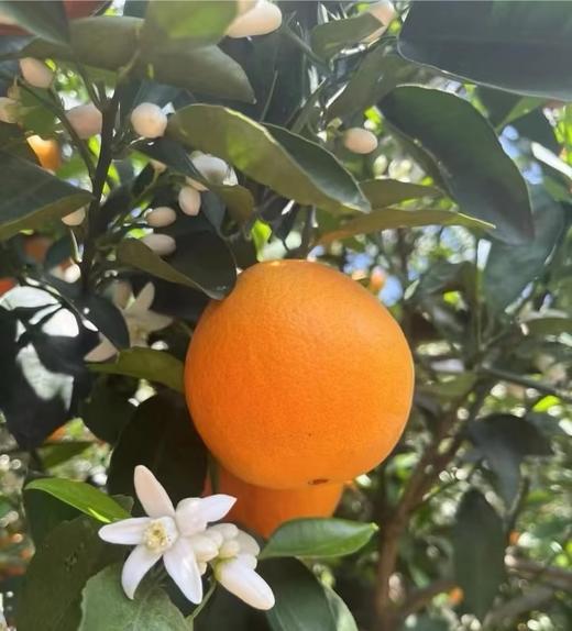 现摘—正宗重庆奉节伦晚春橙 商品图2