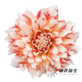 配花 | 大丽花蜜柚