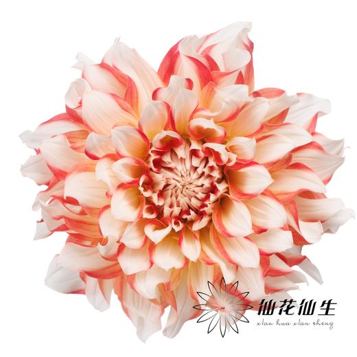 配花 | 大丽花蜜柚 商品图0