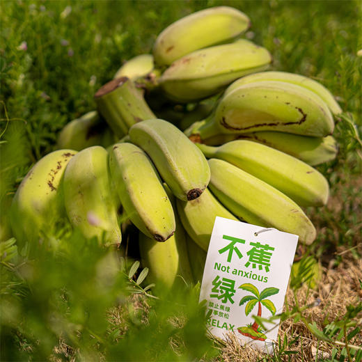 宝，【禁止蕉绿·‍水培苹果蕉】用魔法打败魔法！⁮用“‪蕉绿”⁪打败焦虑！ 商品图2