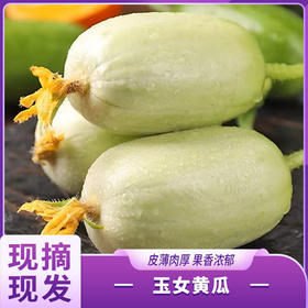 玉女黄瓜