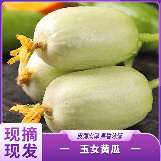 玉女黄瓜 商品图0