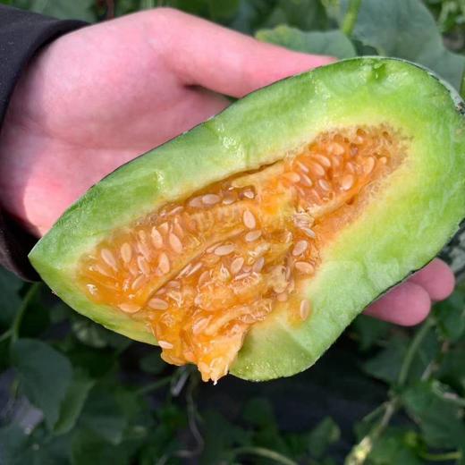 新疆羊角蜜博洋蜜瓜 5-5.5斤/箱 闻着香 咬着脆 吃着甜 商品图2