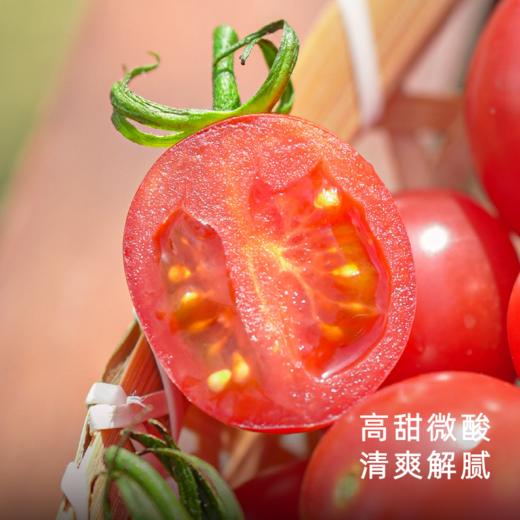 饱记广东茂名蜜脆小番茄浓郁饱满圆润酸甜爆汁 商品图2