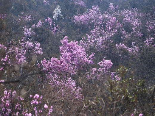 【大北梁杜鹃1日】环穿野趣の辛庄村-大北梁-北庄村环穿看杜鹃花12公里<初级> 商品图1