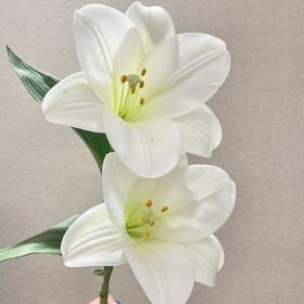 百合 | 铁炮白色