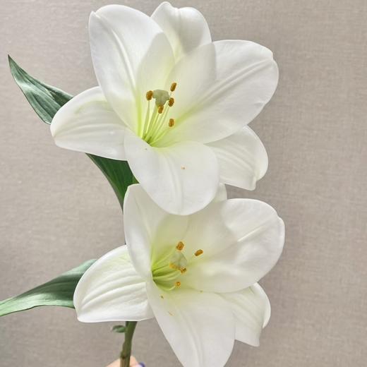 百合 | 铁炮白色 商品图0