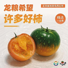 【自营】“许多好柿” 正宗碱地草莓西红柿 精选一级果5斤精品礼盒装 商品缩略图0